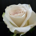 Early Grey Rose d'Equateur Ethiflora